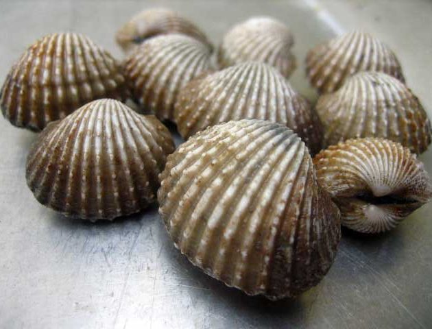 dental gigi klinik 55 Kerang   Klinik  Cangkang  Gigi  Kesehatan  Artikel Pasta