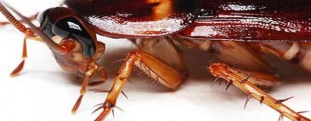 Pengobatan Alami Pengobatan Alternatif Kecoa Obat Gigi