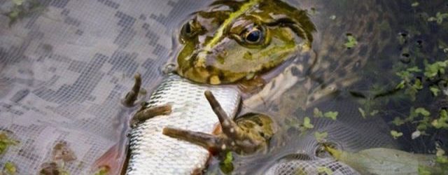 Doyan Ikan, Gusi Lebih Sehat