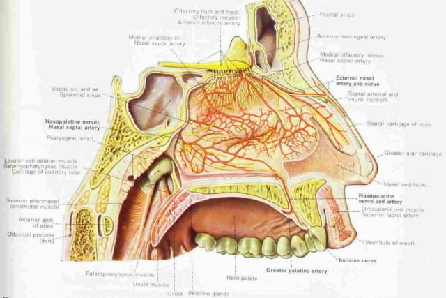 Bernafas lewat mulut menyebabkan mulut terasa kering